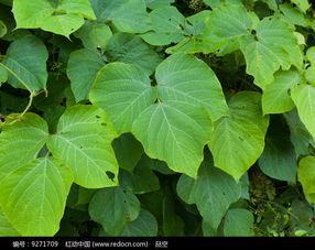 一葛图片,探寻葛文化的千年传承与魅力